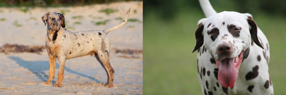 Dalmatian vs Catahoula Cur - Breed Comparison