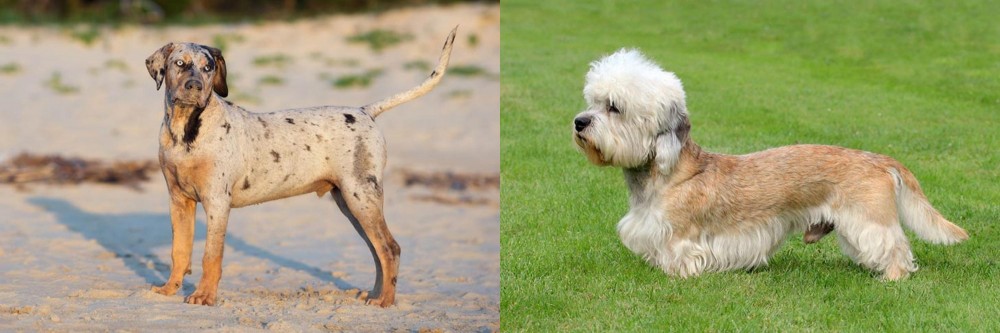 Dandie Dinmont Terrier vs Catahoula Cur - Breed Comparison