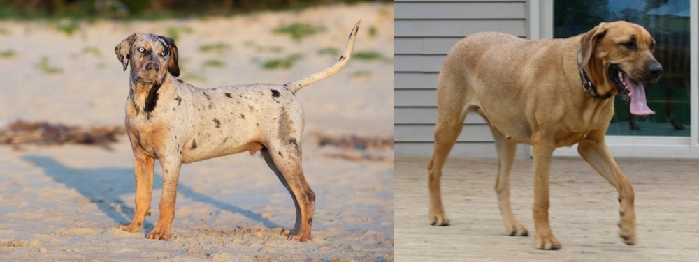 Danish Broholmer vs Catahoula Cur - Breed Comparison