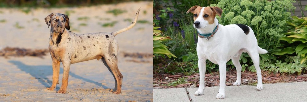 Danish Swedish Farmdog vs Catahoula Cur - Breed Comparison