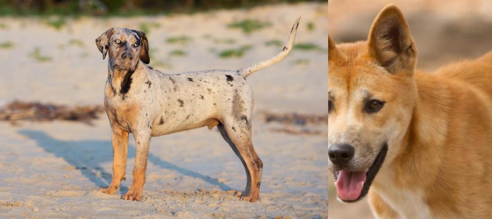 Dingo vs Catahoula Cur - Breed Comparison