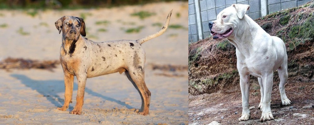 Dogo Guatemalteco vs Catahoula Cur - Breed Comparison