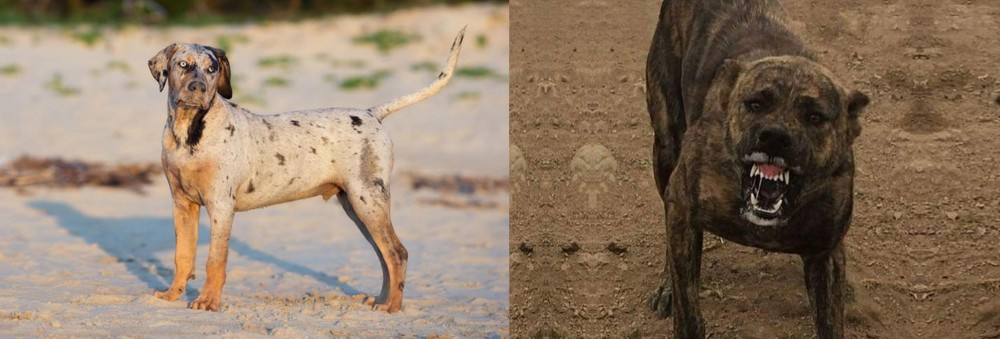 Dogo Sardesco vs Catahoula Cur - Breed Comparison