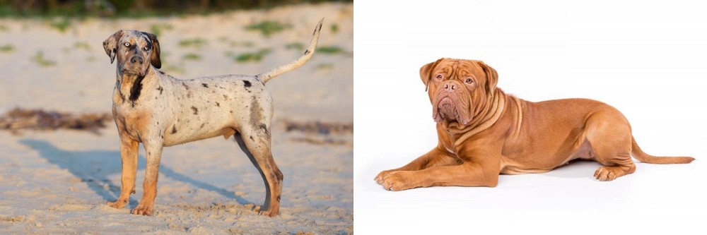 Dogue De Bordeaux vs Catahoula Cur - Breed Comparison