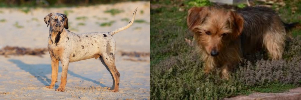 Dorkie vs Catahoula Cur - Breed Comparison