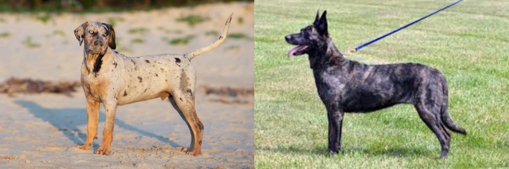 Dutch Shepherd vs Catahoula Cur - Breed Comparison