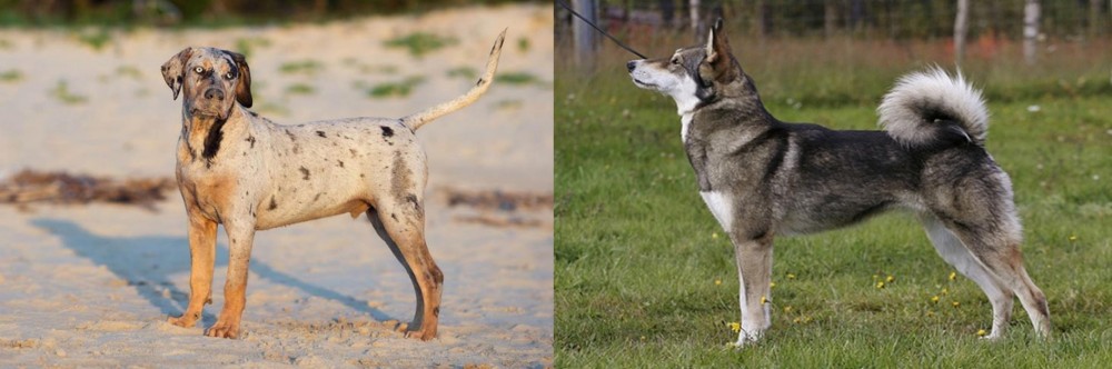East Siberian Laika vs Catahoula Cur - Breed Comparison