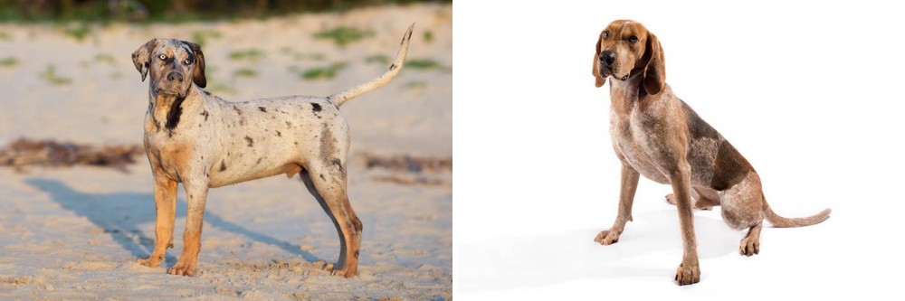 English Coonhound vs Catahoula Cur - Breed Comparison