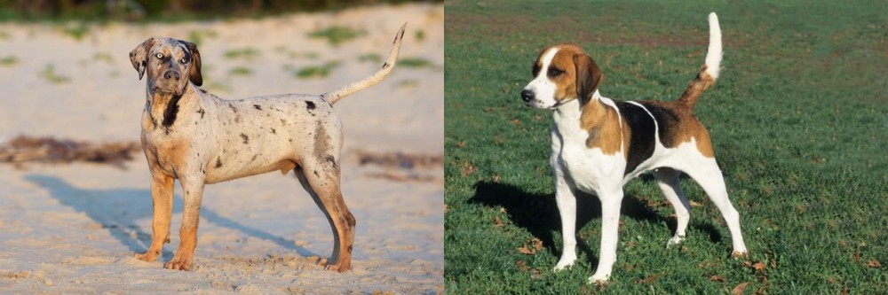 English Foxhound vs Catahoula Cur - Breed Comparison