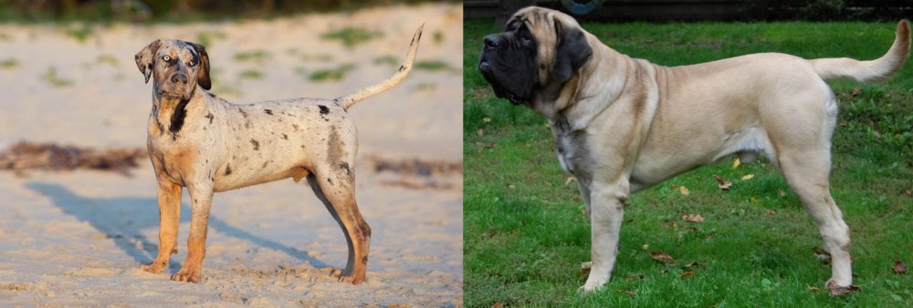 English Mastiff vs Catahoula Cur - Breed Comparison