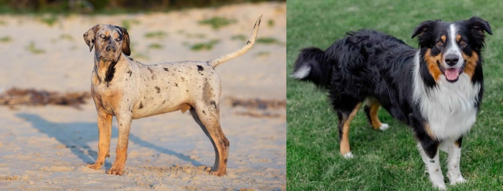 English Shepherd vs Catahoula Cur - Breed Comparison