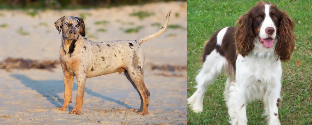 English Springer Spaniel vs Catahoula Cur - Breed Comparison