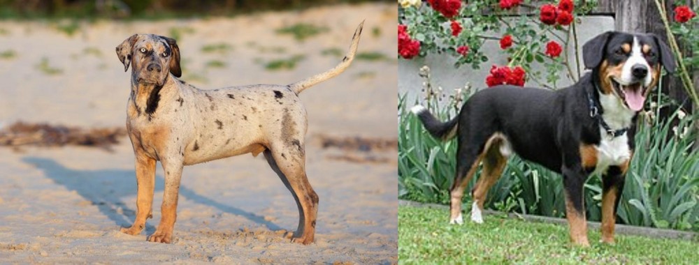 Entlebucher Mountain Dog vs Catahoula Cur - Breed Comparison
