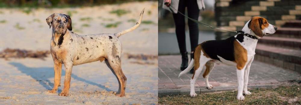 Estonian Hound vs Catahoula Cur - Breed Comparison
