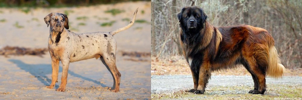 Estrela Mountain Dog vs Catahoula Cur - Breed Comparison