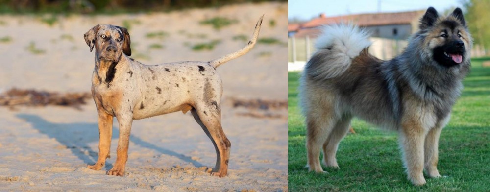 Eurasier vs Catahoula Cur - Breed Comparison