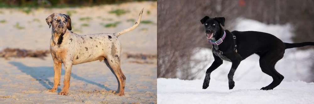 Eurohound vs Catahoula Cur - Breed Comparison