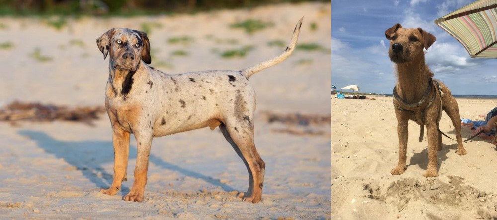 Fell Terrier vs Catahoula Cur - Breed Comparison