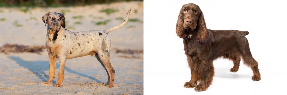 Field Spaniel vs Catahoula Cur - Breed Comparison
