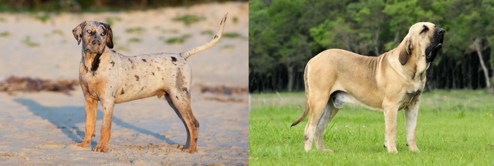 Fila Brasileiro vs Catahoula Cur - Breed Comparison