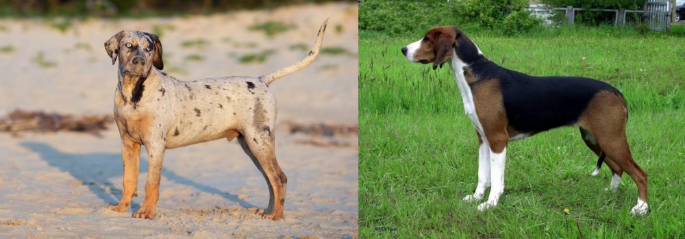 Finnish Hound vs Catahoula Cur - Breed Comparison