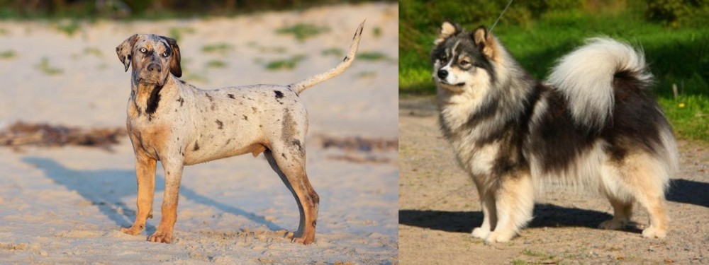 Finnish Lapphund vs Catahoula Cur - Breed Comparison