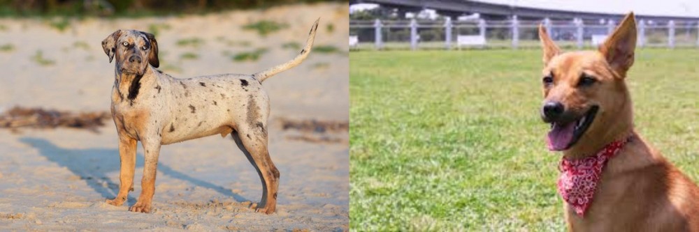 Formosan Mountain Dog vs Catahoula Cur - Breed Comparison