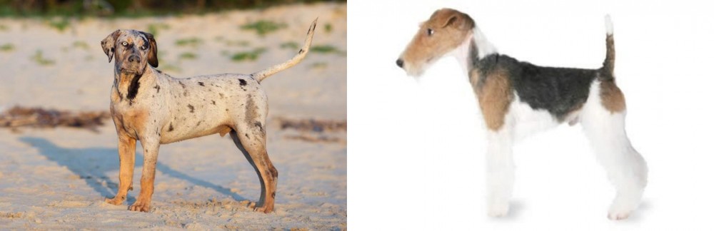 Fox Terrier vs Catahoula Cur - Breed Comparison