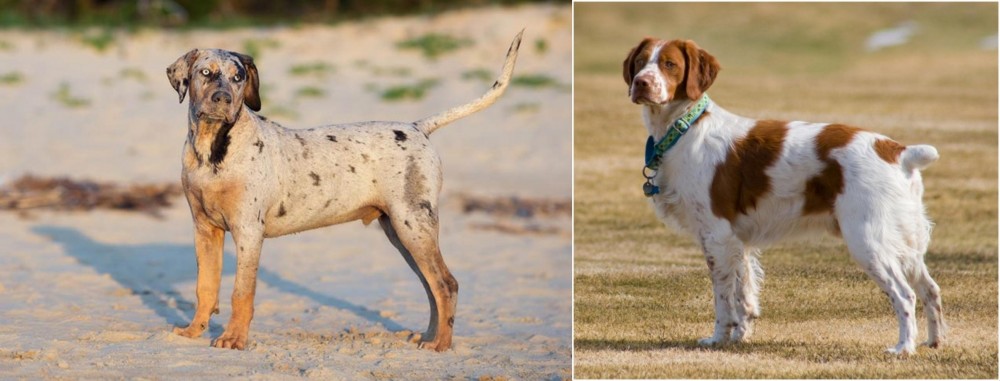 French Brittany vs Catahoula Cur - Breed Comparison