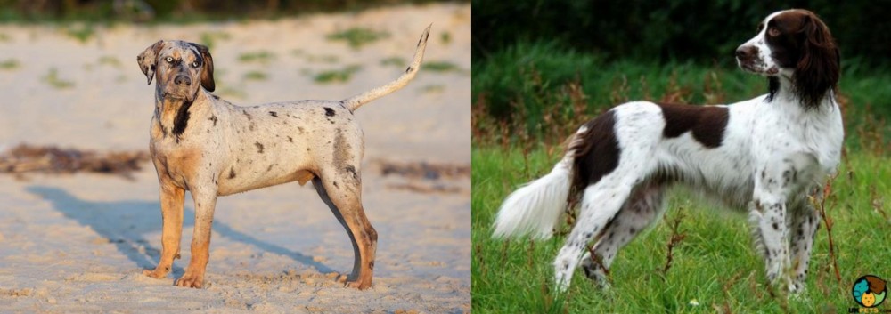 French Spaniel vs Catahoula Cur - Breed Comparison