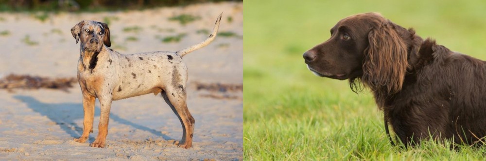 German Longhaired Pointer vs Catahoula Cur - Breed Comparison