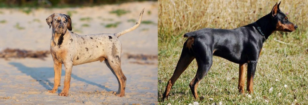 German Pinscher vs Catahoula Cur - Breed Comparison