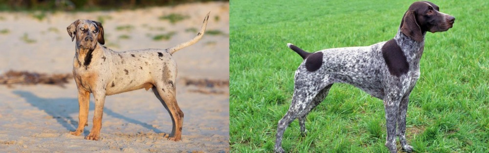 German Shorthaired Pointer vs Catahoula Cur - Breed Comparison