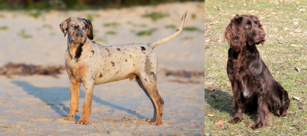 German Spaniel vs Catahoula Cur - Breed Comparison