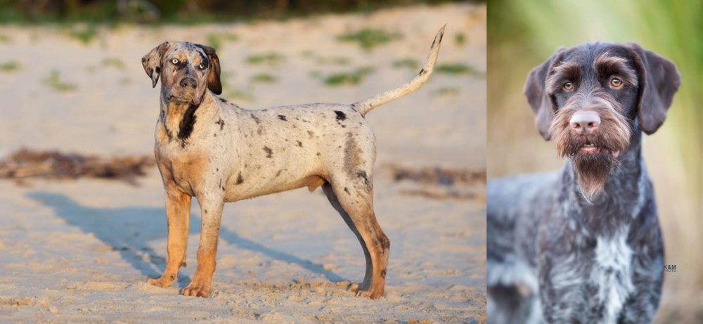 German Wirehaired Pointer vs Catahoula Cur - Breed Comparison
