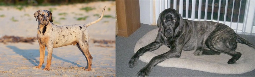 Giant Maso Mastiff vs Catahoula Cur - Breed Comparison