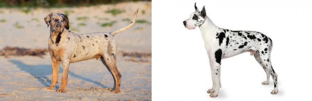 Great Dane vs Catahoula Cur - Breed Comparison