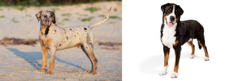 Greater Swiss Mountain Dog vs Catahoula Cur - Breed Comparison