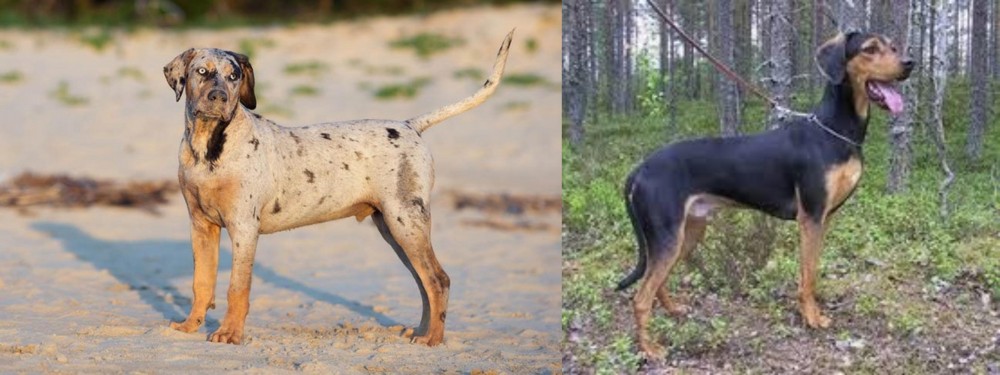 Greek Harehound vs Catahoula Cur - Breed Comparison
