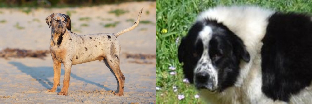 Greek Sheepdog vs Catahoula Cur - Breed Comparison