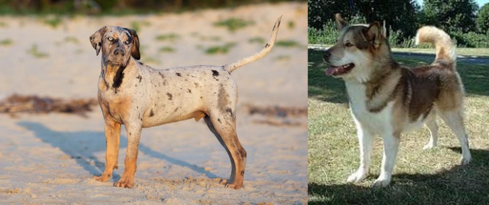 Greenland Dog vs Catahoula Cur - Breed Comparison