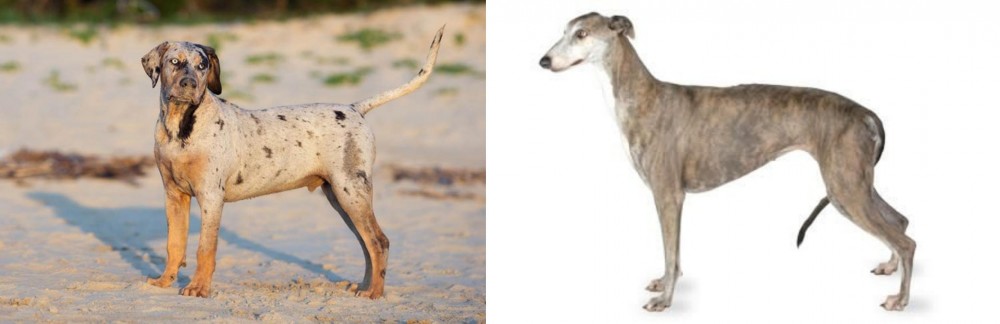 Greyhound vs Catahoula Cur - Breed Comparison
