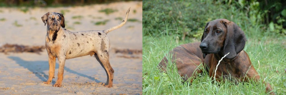 Hanover Hound vs Catahoula Cur - Breed Comparison