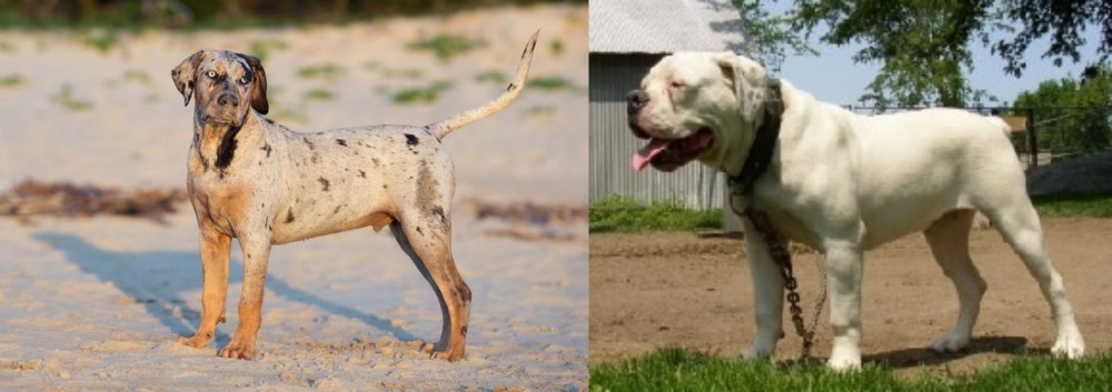 Hermes Bulldogge vs Catahoula Cur - Breed Comparison