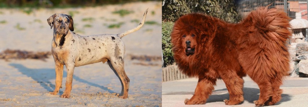 Himalayan Mastiff vs Catahoula Cur - Breed Comparison