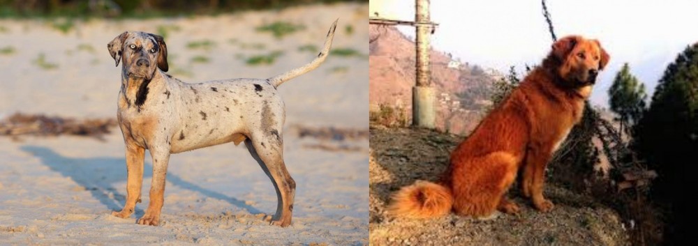 Himalayan Sheepdog vs Catahoula Cur - Breed Comparison