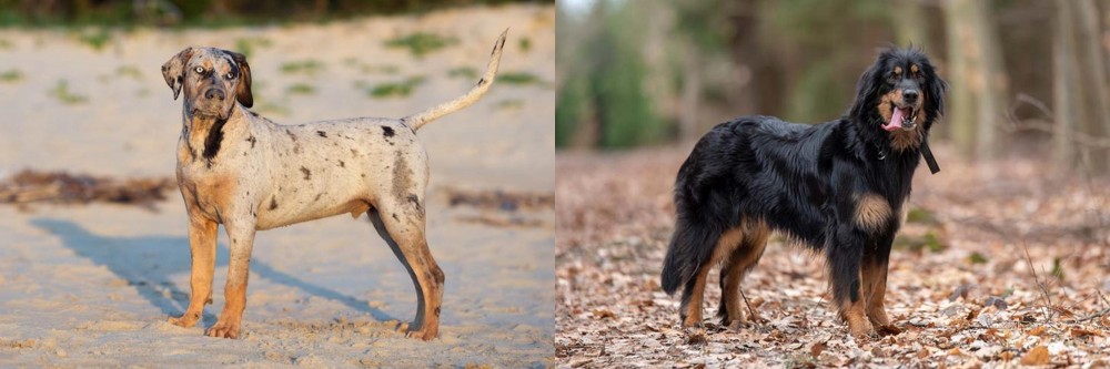 Hovawart vs Catahoula Cur - Breed Comparison