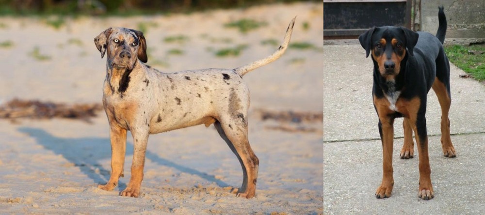 Hungarian Hound vs Catahoula Cur - Breed Comparison