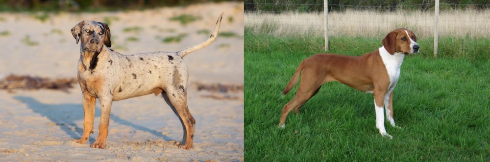 Hygenhund vs Catahoula Cur - Breed Comparison