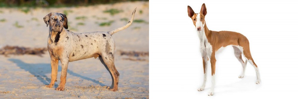 Ibizan Hound vs Catahoula Cur - Breed Comparison